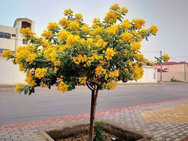 التيكوما الصفراء