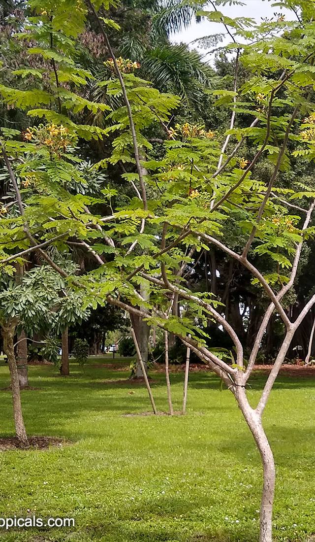 بونسيانا بيضاء