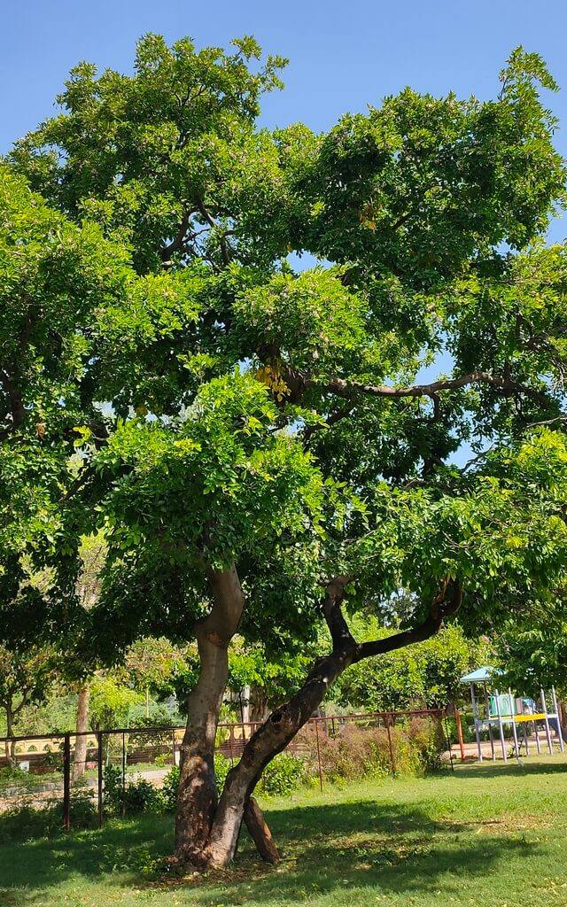 بونجاميا