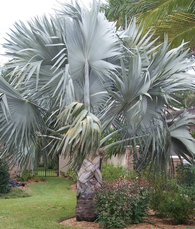 نخيل بسمارك