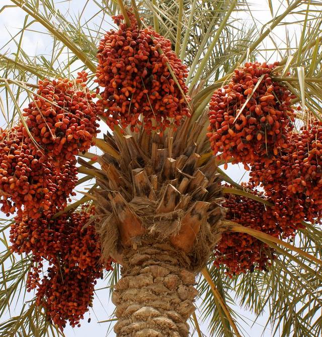 نخيل التمر