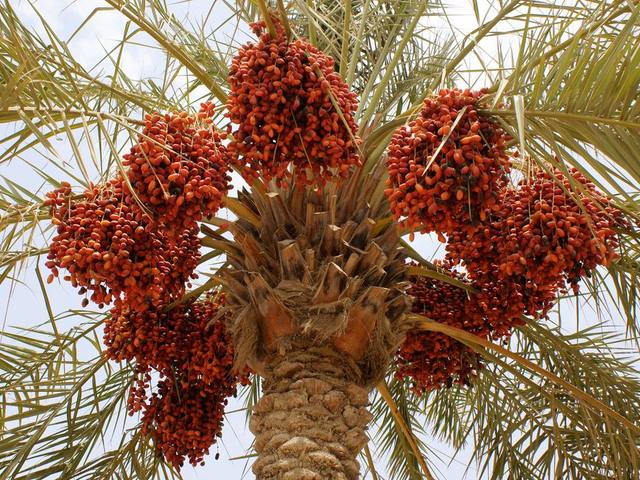 نخيل التمر