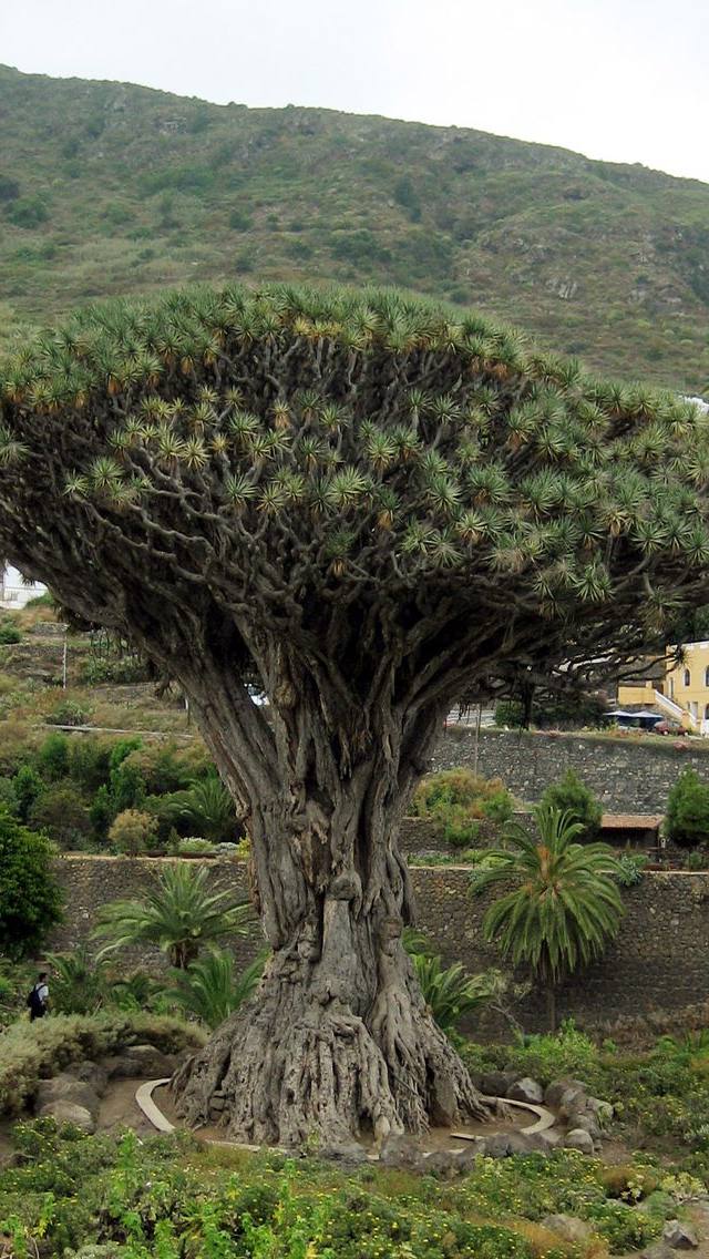دراسينا (دم الأخوين)