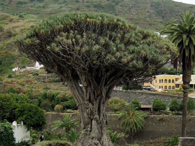 دراسينا (دم الأخوين)