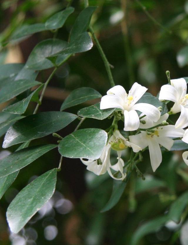 مورايا (الياسمين البرتقالي)