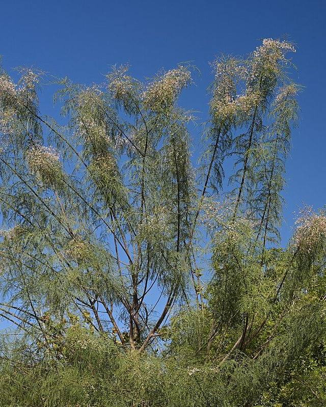 البان (المورينجا)