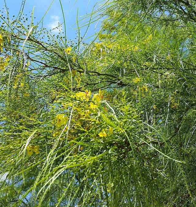 بركنسونيا