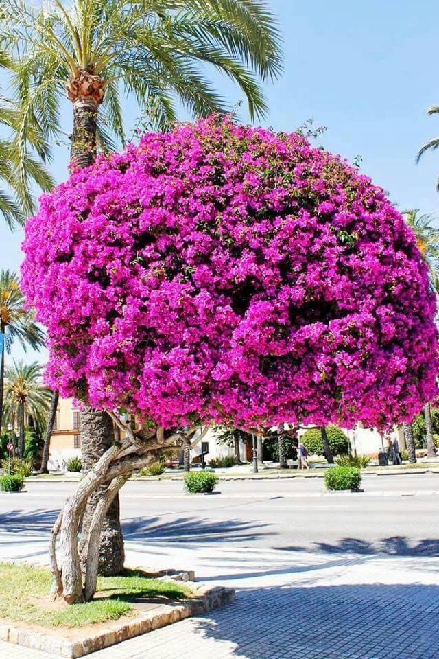 الجهنمية