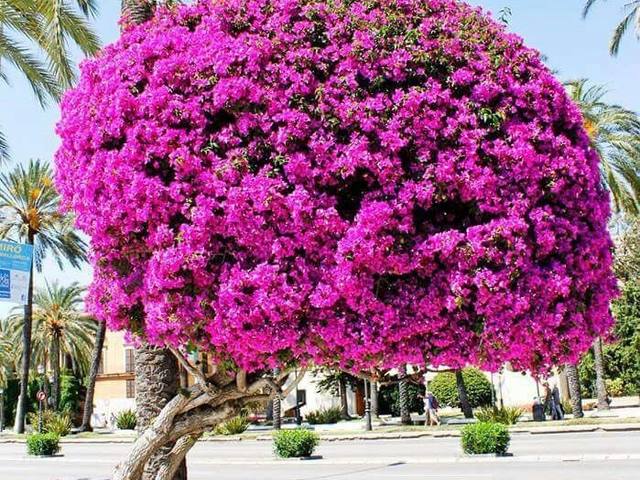 الجهنمية