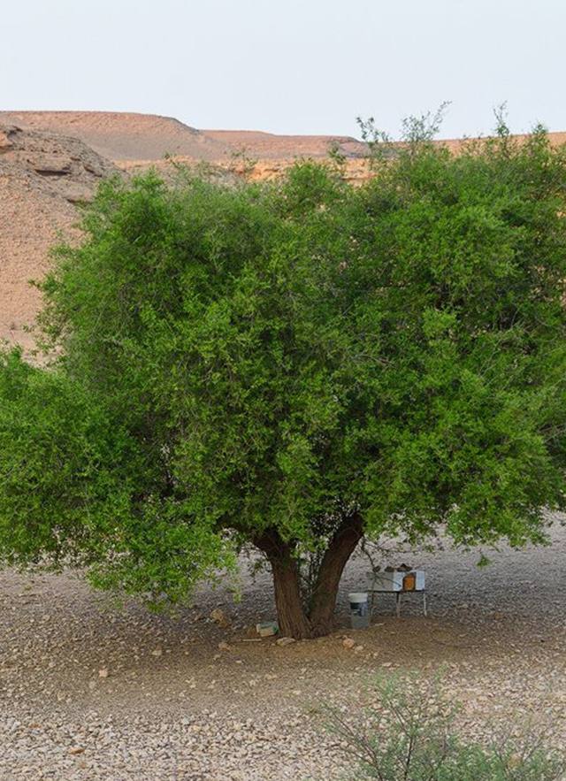 سدر