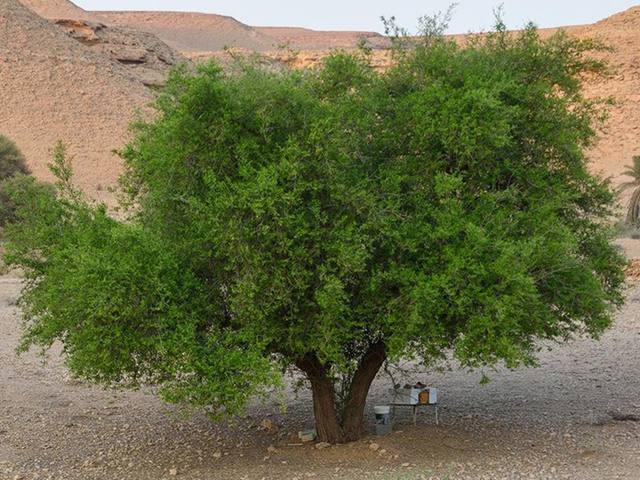 سدر